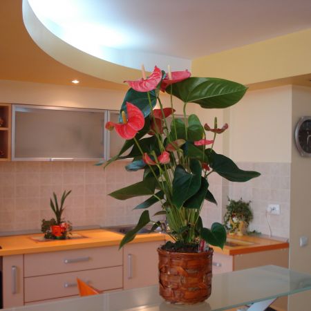 Anthurium-(mihaela)